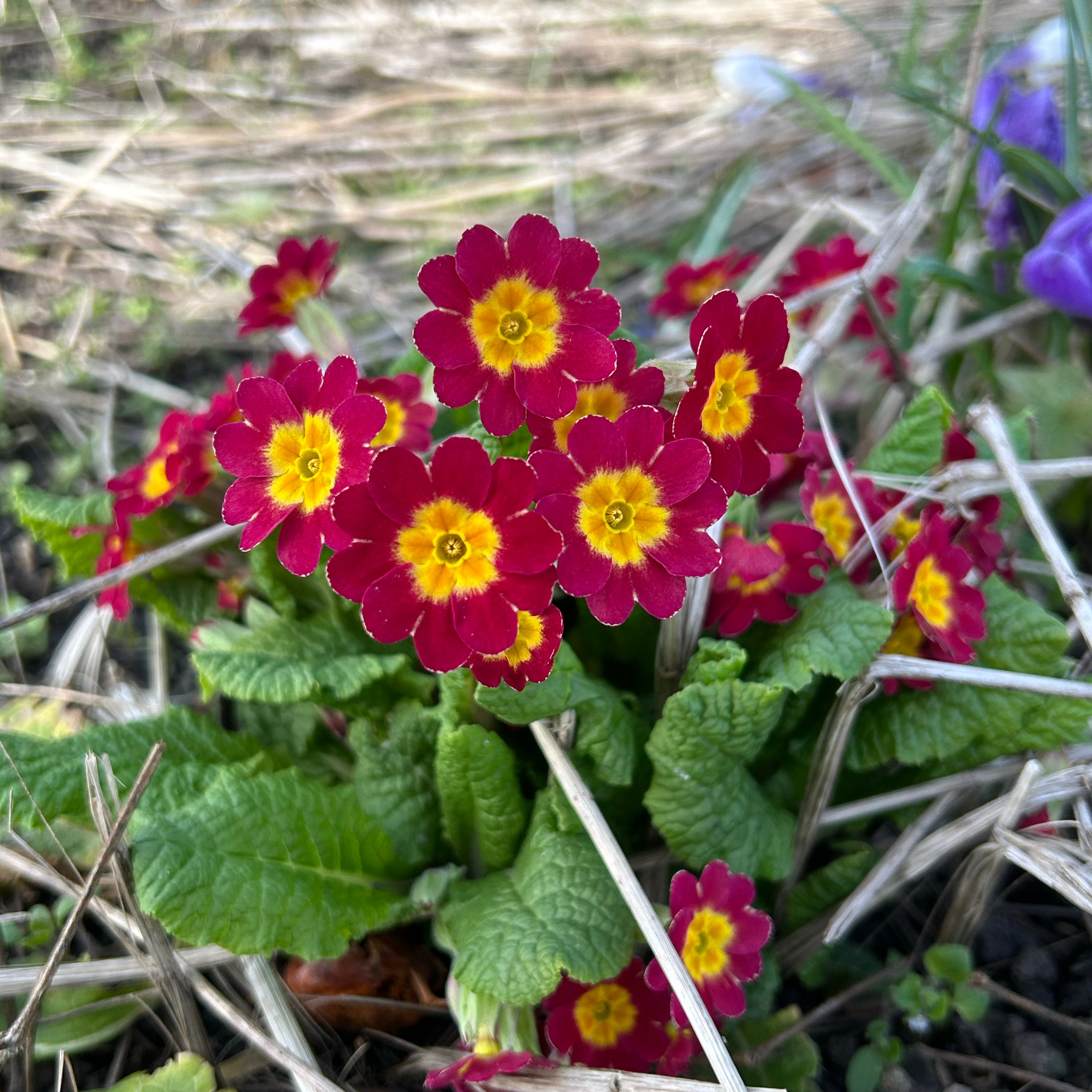 Maria nskeliste maria-nskeliste